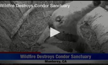 Wildfire Destroys Condor Sanctuary