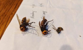 More sightings of Asian giant hornets reported in Western Washington