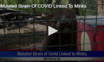 Mutated Strain Of COVID Linked To Minks