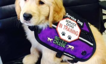 EMOTIONAL SUPPORT ANIMALS BANNED ON AIRLINES—HOW THE NEW RULE AFFECTS SERVICE DOGS