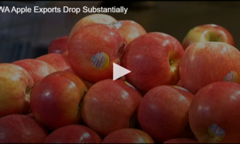 WA Apple Exports Drop Substantially