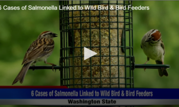 6 Cases of Salmonella Linked to Wild Bird & Bird Feeders