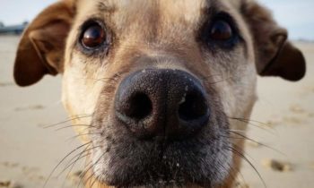 ADOPTING A RESCUE DOG—HOW YOU CAN SPOT A SCAM