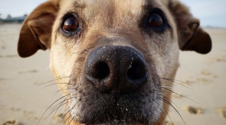 what does a rescue dog mean