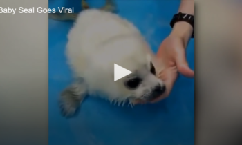 Baby Seal Goes Viral