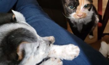 INTRODUCING A NEW PUPPY TO YOUR RESIDENT CAT