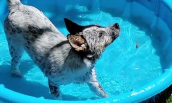 KEEPING PETS COOL IN WARM WEATHER