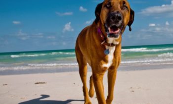 FOR DOGS: WATER INHALATION SAFETY, HEAT STROKE PREVENTION