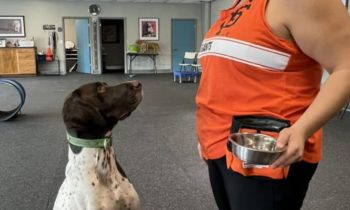 ‘GREEN FLAGS’ IN SALES PITCHES FOR DOG-TRAINING SERVICES