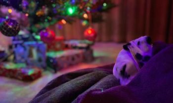 CREATING A CALM ENVIRONMENT FOR PETS DURING HOLIDAY CELEBRATIONS