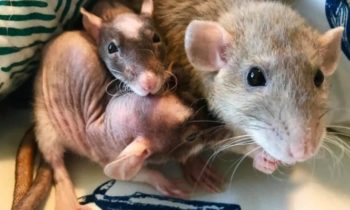 MICE OR RATS AS PETS?