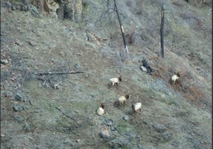 WDFW conducting  aerial blue mountain elk survey