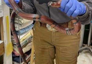 Hermiston Goodwil gets surprise donation: a Honduran Milksnake