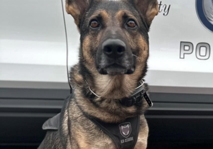 K-9 Officer Ivan recovers gun in Kennewick