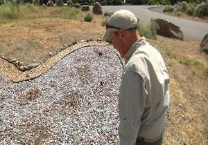 A National Plant Society member honors U.S. war veterans with a living memorial