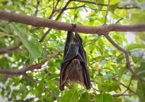 Bat killing fungus found in Benton County