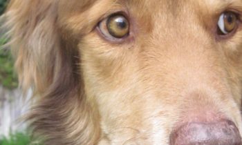 CANINE COGNITIVE DYSFUNCTION—MY DOG GOES “OFF HIS FEED”