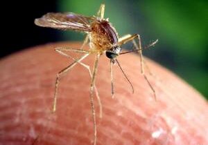 West Nile Virus discovered in Yakima County after ‘Mosquito Pools’ test positive