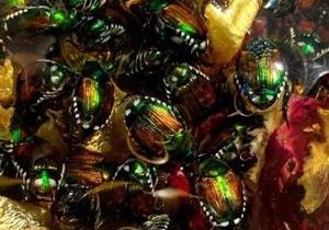 Japanese beetle numbers down in Washington after summer trapping season