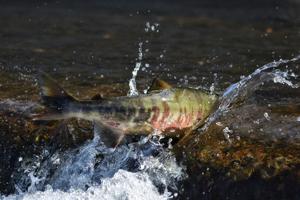 Sockeye salmon fishing limit expanded in Richland