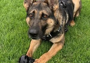 K9 Ivan helps Kennewick Police arrest robbery suspect