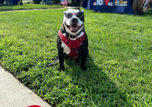 157,000 pets adopted during National Clear the Shelters campaign