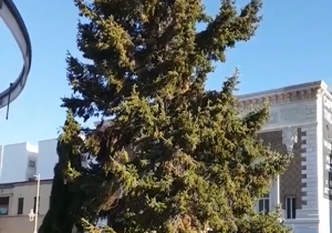 Yakima looking for Community Christmas Tree