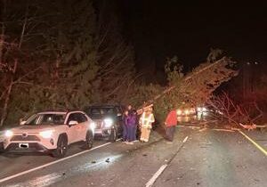 Falling tree kills Pasco man on highway