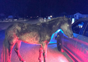 Deputies round up loose pony in Benton County