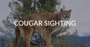 Cougar spotted in Cowiche Canyon west of Yakima