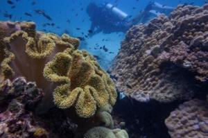 At Thailand dive expo, fears for coral’s future