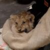 Lion cubs get first health check at zoo