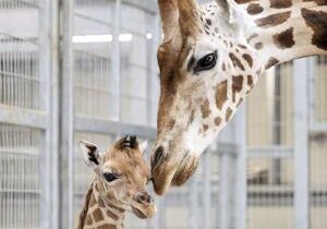 Watch baby giraffe slowly gets to his feet after being born