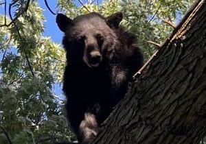 Bear visits Walmart in Yakima, gets escorted out by Fish and Wildlife