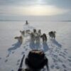 On thin ice: Greenland’s last Inuit polar bear hunters