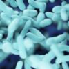 Robust Gut Microbiome Can Help You Fight Infections