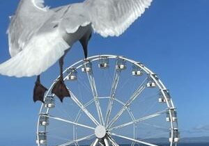 Seagull appears to attack a Ferris wheel in quirky photo