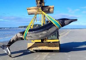 World’s rarest whale washes ashore in New Zealand