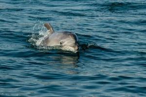 Dolphin cruises help Istanbul treasure its Bosphorus bottlenoses