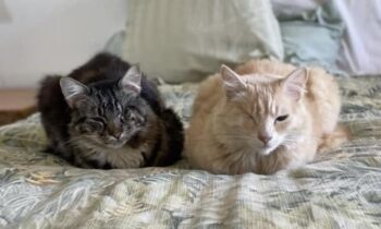 ONE CAT OR TWO? ADOPT A SECOND CAT? (PART TWO)