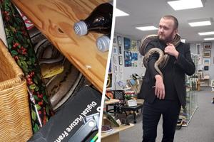 Python rescued after escaping and causing chaos