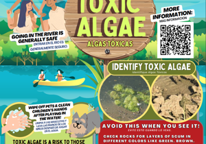 Peak toxic algae season is here, river users advised to be cautious