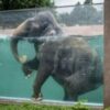 Swimming trunks: transparent tank shows paddling pachyderms