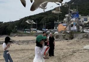 Swarm of seagulls flock beach goer forcing her to abandon her food