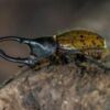 In Colombia, hungry beetle larvae combat trash buildup