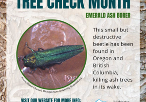 Invasive Ash Borer found in Canada and Oregon, Washington tree owners asked to be on the lookout