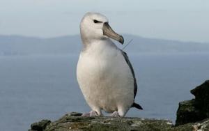 S.Africa plan to ‘bomb’ mice that eat albatrosses alive