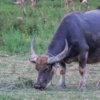 An injured and angry water buffalo is on the loose in Iowa