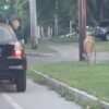 German Shephard leaps out of car to chase deer