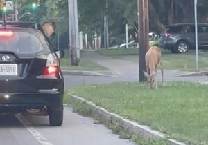 German Shephard leaps out of car to chase deer